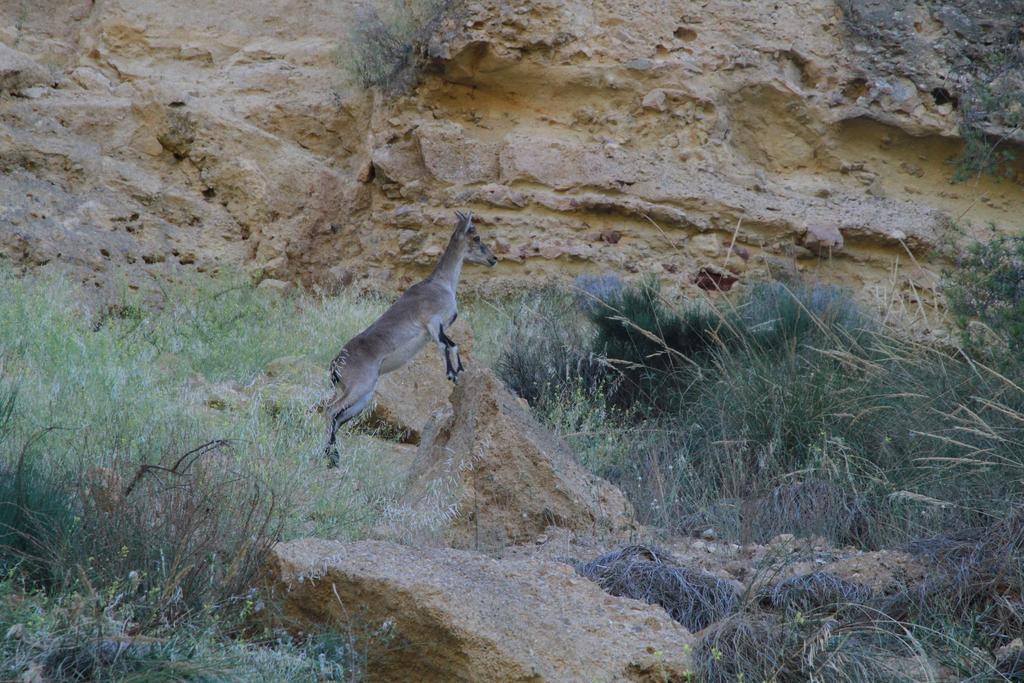Alojamientos Rurales Cortijo Las Golondrinas Alhama de Murcia Εξωτερικό φωτογραφία