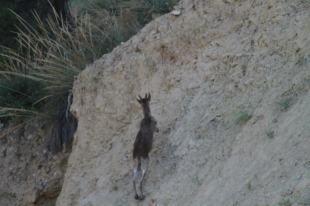 Alojamientos Rurales Cortijo Las Golondrinas Alhama de Murcia Εξωτερικό φωτογραφία